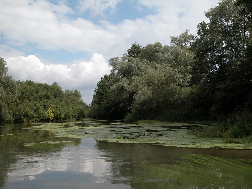 Un bras d’eau calme de la réserve du Taubergießen, bordé de forêt alluviale